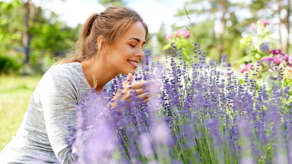 Hay Fever Banner